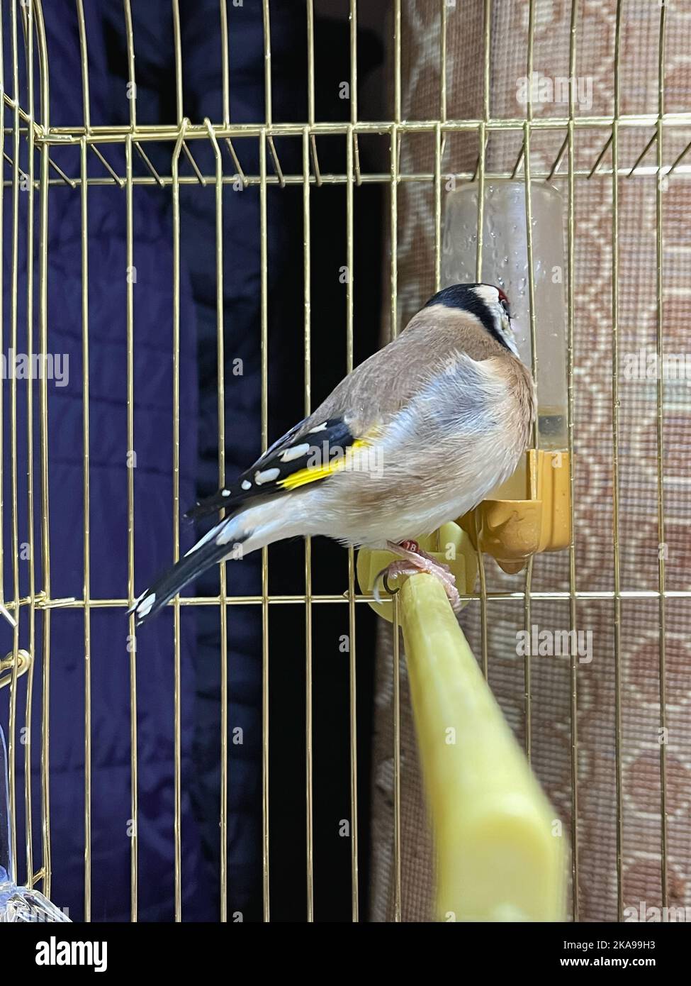 Single GoldFinch bird inside a small cage indoors Stock Photo Alamy