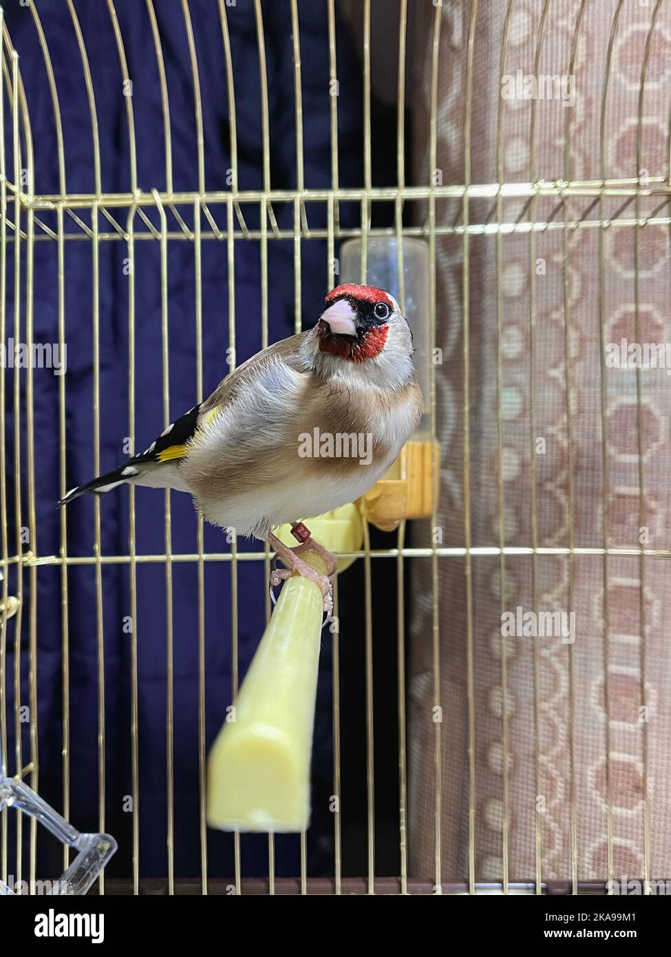 Single GoldFinch bird inside a small cage indoors Stock Photo Alamy