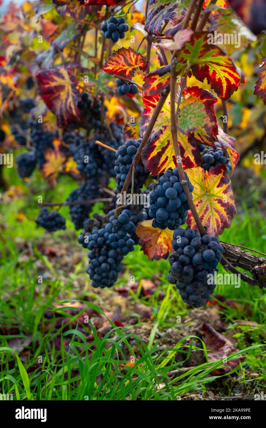 Ripe clusters of pinot meunier wine grapes in autuimn on champagne ...