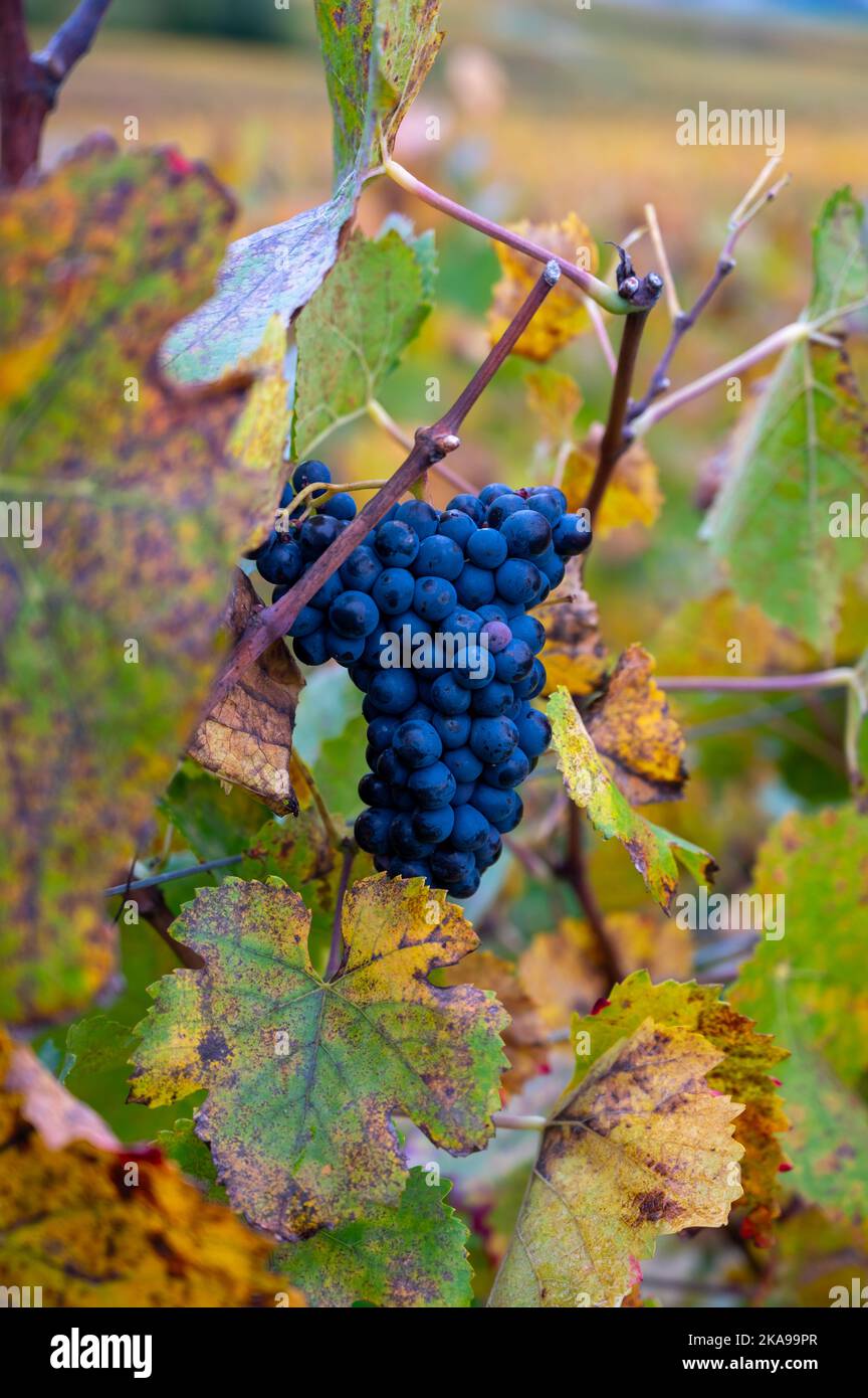 Meunier industry hi-res stock photography and images - Alamy