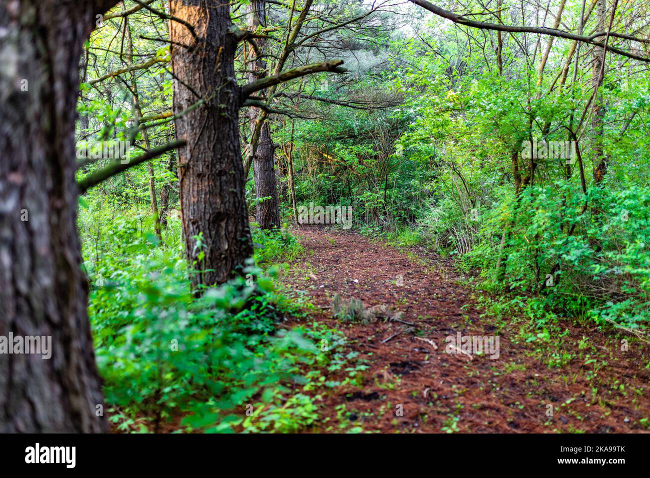 A brown walking trail through a bright green forest in Tipton, Indiana ...