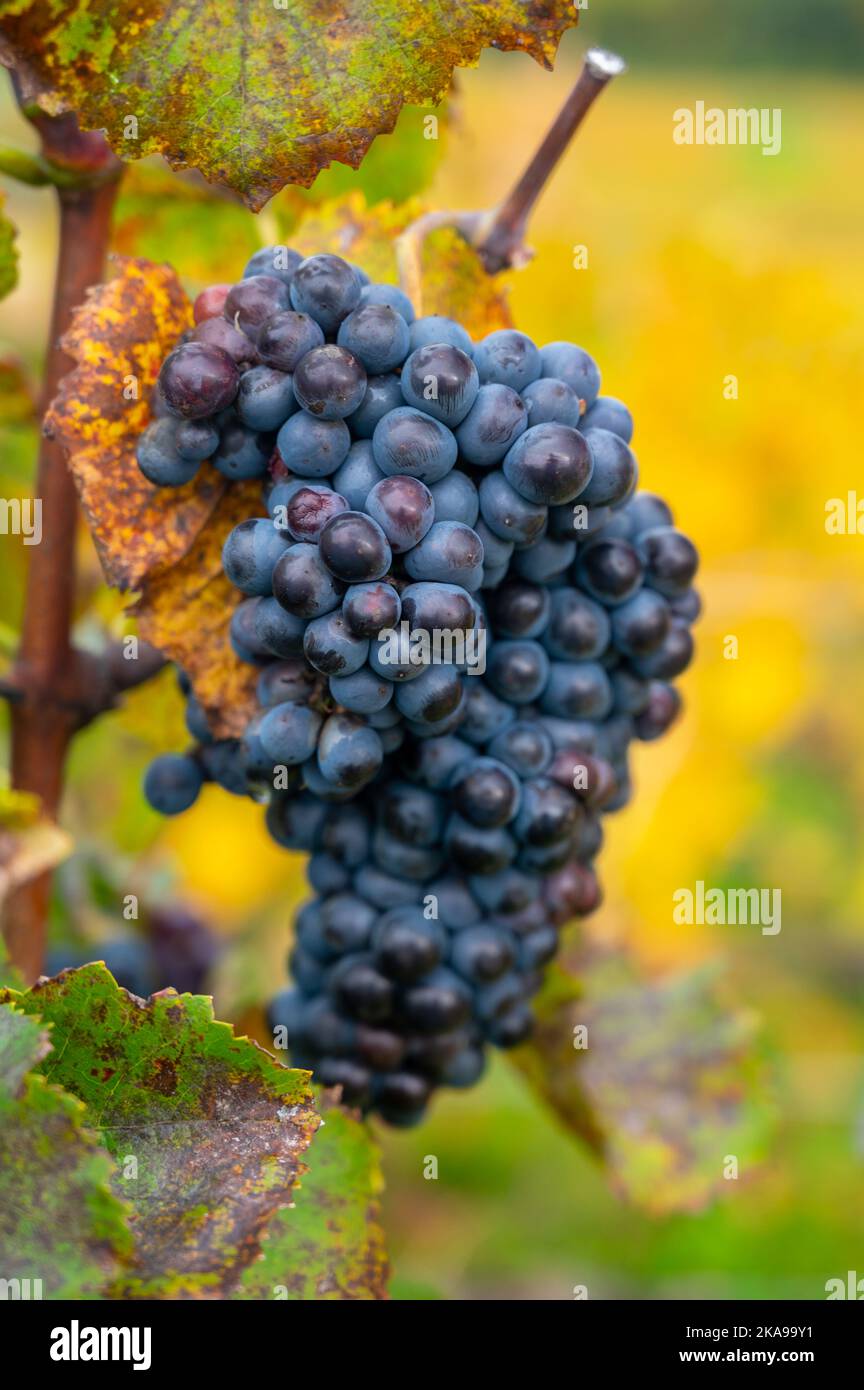 Colorful leaves and ripe clusters of pinot meunier grapes at autuimn on ...