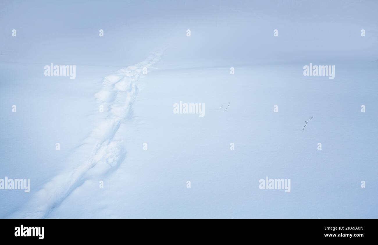 Winter desert scene. Footprints in the snow in winter, evening in an ...