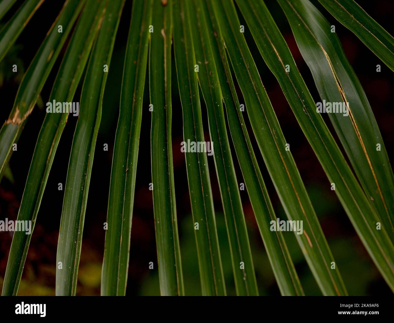 Close up of the fan shaped leaves of the very hardy palm tree