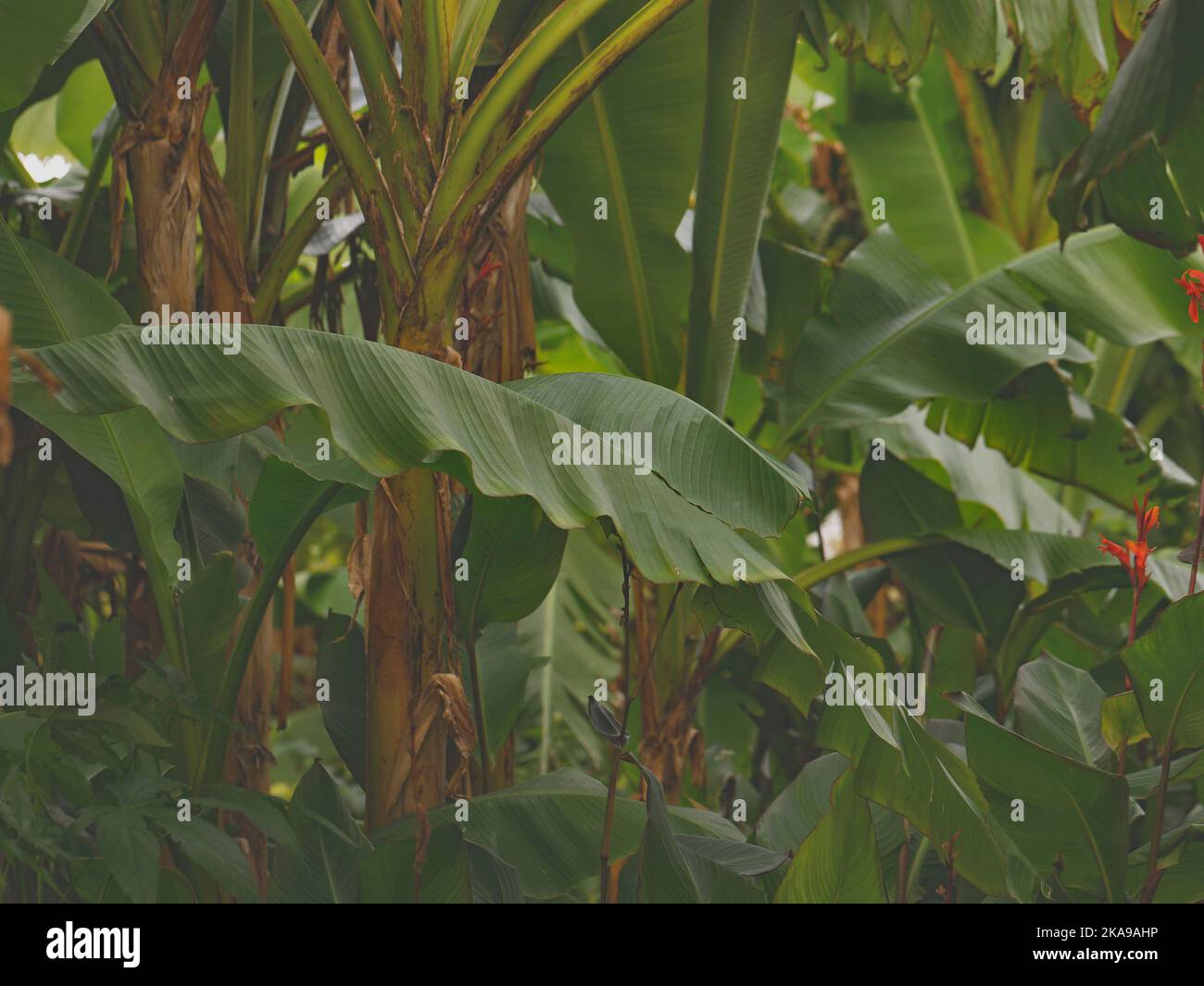 Close up of the large architectural green leaves of the hardy banana