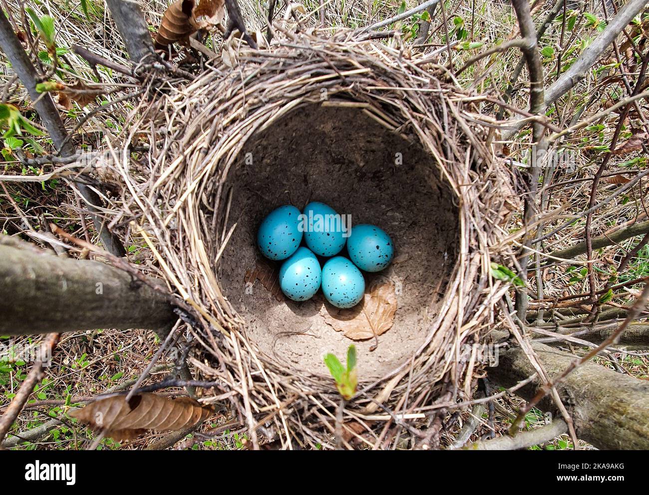 a top view in a nest with blackbird eggs, nature, wild, blue egg Stock