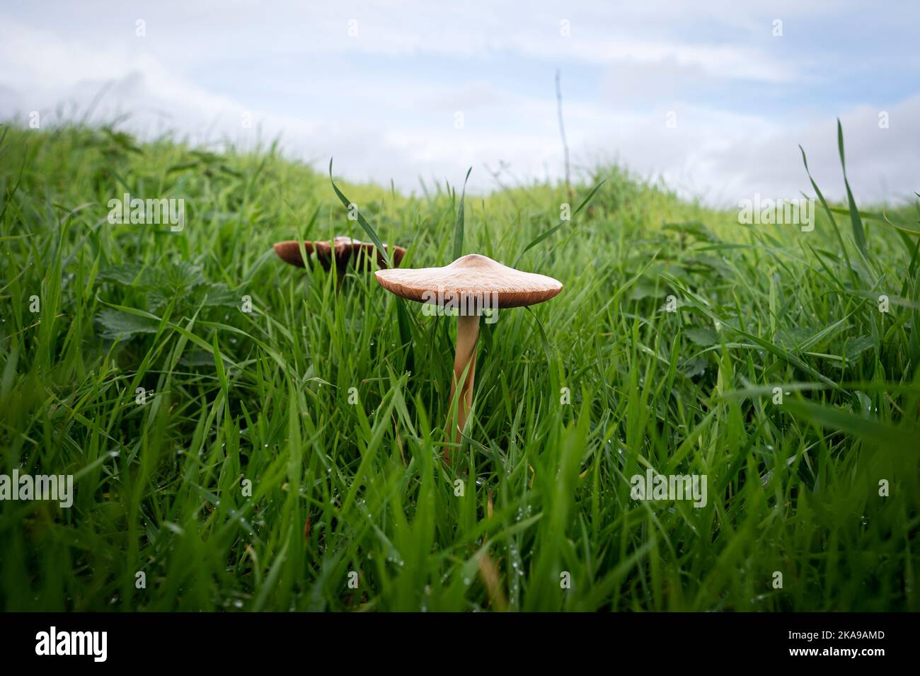 Wild mushroom growing in a field Stock Photo Alamy
