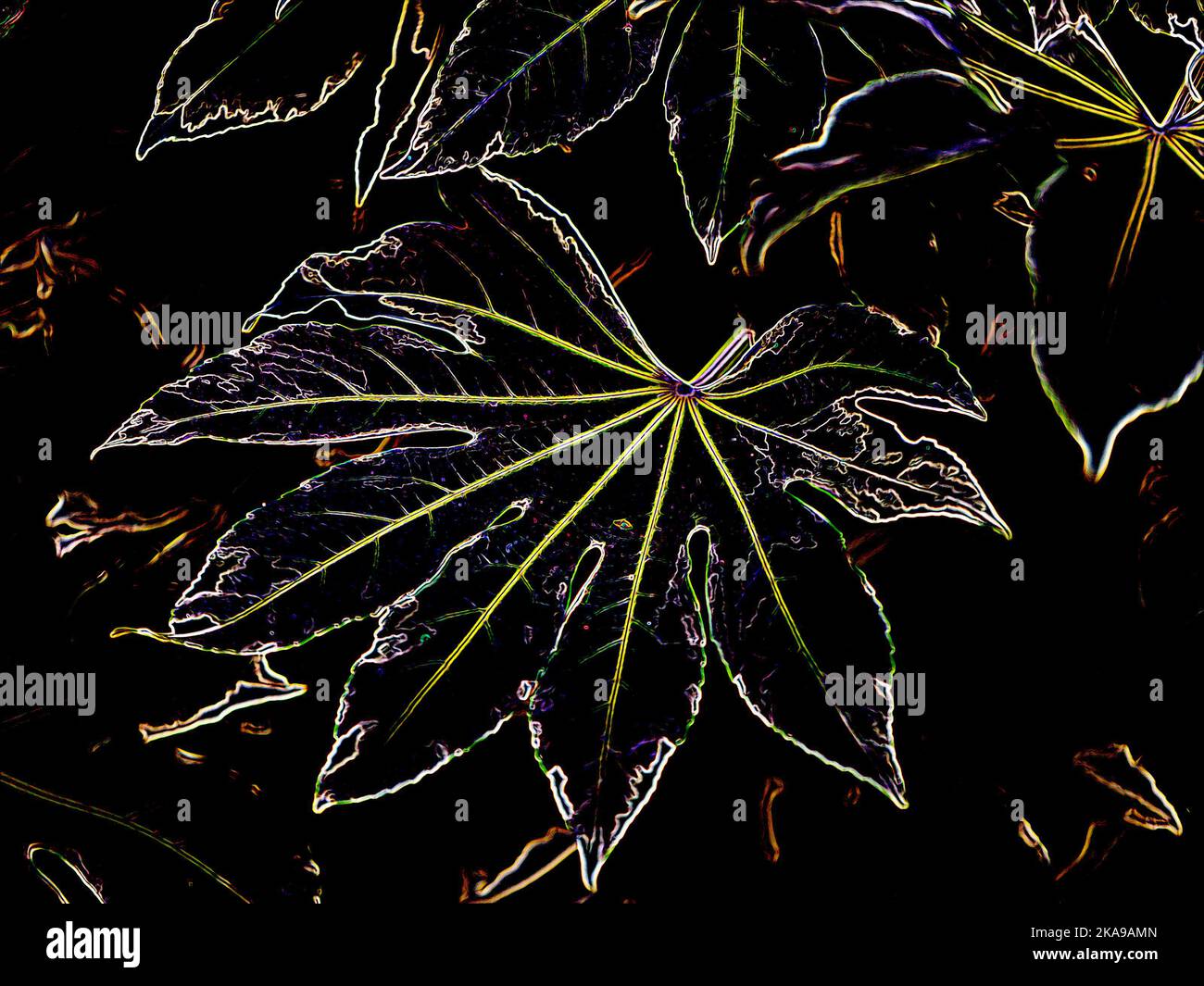 Illustration of a modern interpretation of the leaves of the evergreen garden plant Fatsia japonica Variegata. Stock Photo
