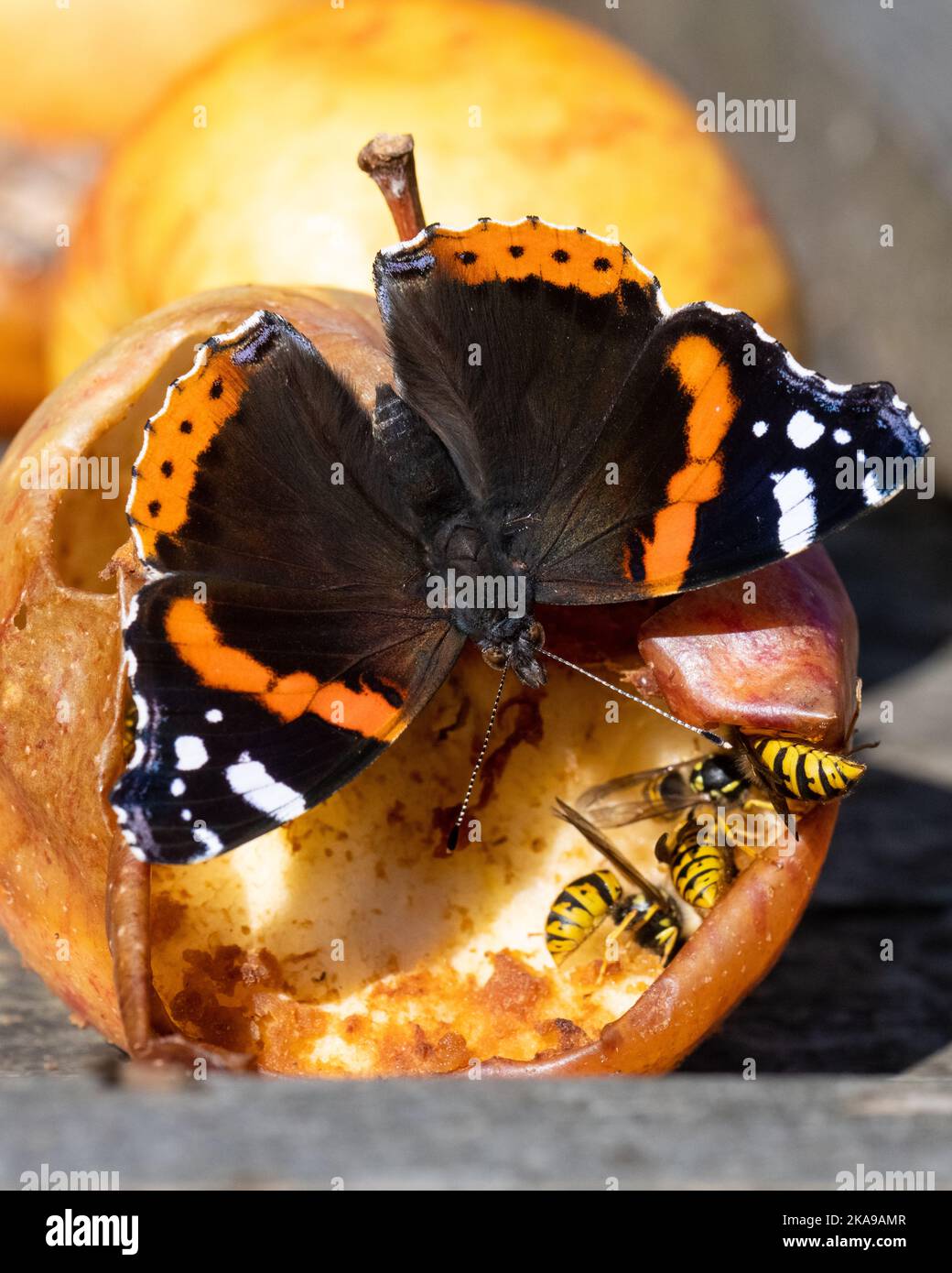 Red Admiral butterfly (Vanessa atalanta) and wasps feeding on overripe apples on bird table in UK garden Stock Photo