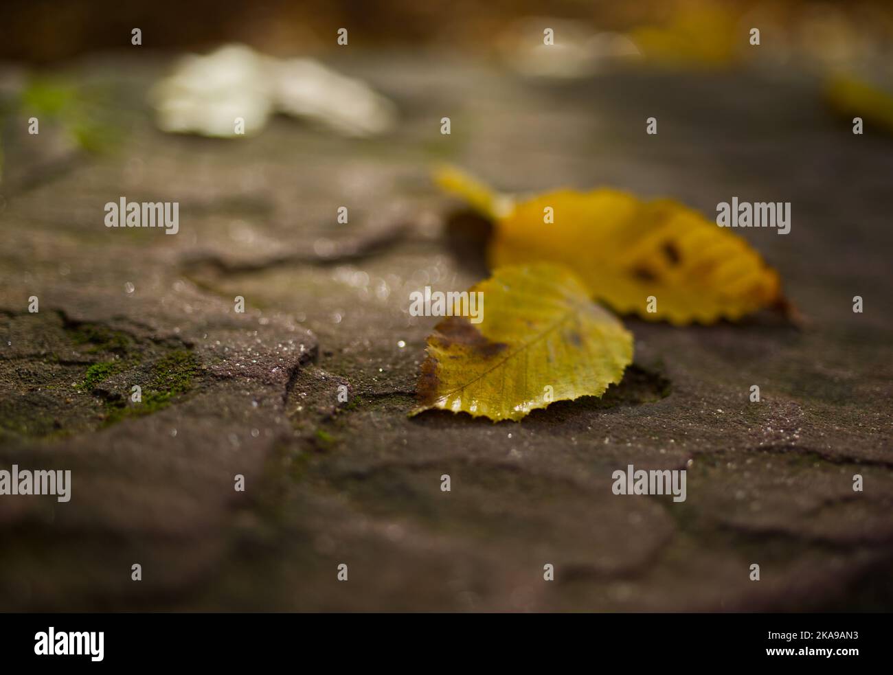 close-up perspective at a few fallen yellow leaves on a stony surface in early autumn Stock Photo