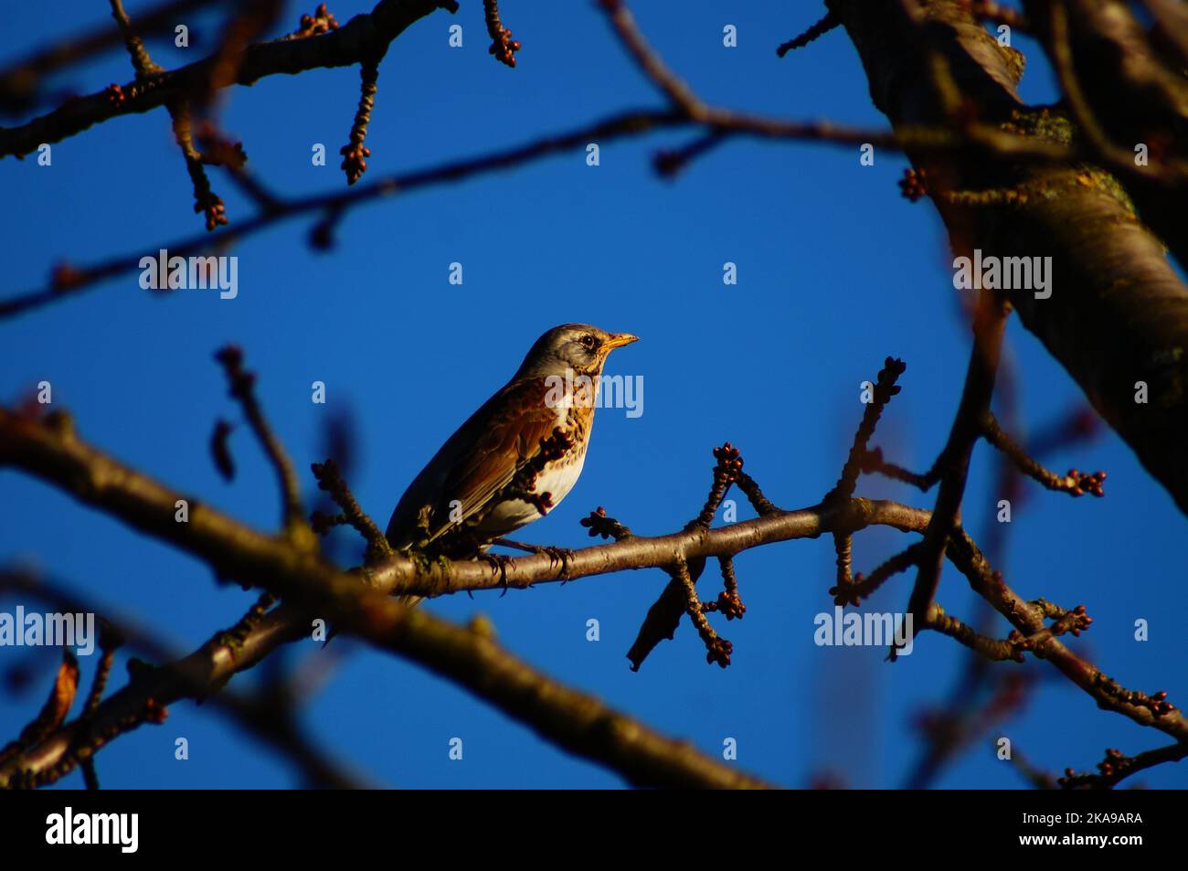 A fieldfare in the evening light in a cherry tree in February against a blue sky. The colours blur and the camouflage seems perfect. Stock Photo