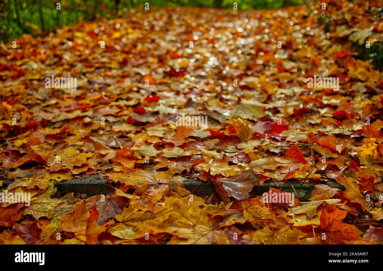 close-up view of a forest path with colorful autumnal maple foliage and a single stair step in the front Stock Photo