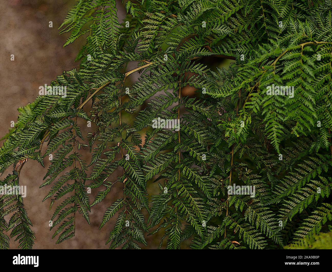 Illustrative close up of the graceful evergreen leaves of the diamondleaf fern Lophosoria quadripinnata. Stock Photo