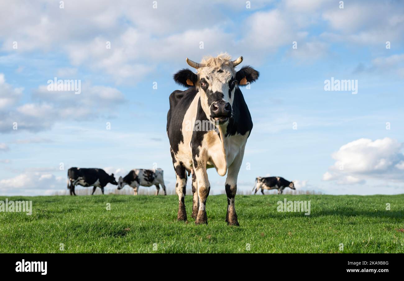 black and white cows in green grassy belgian meadow of countryside between brussels and charleroi under blue sky Stock Photo