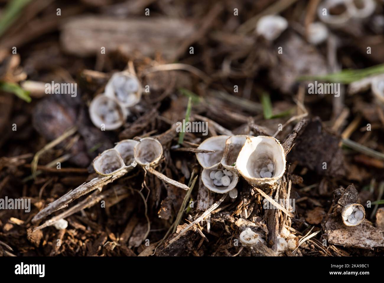 Bird's Nest Fungus or Nidulariaceae resembles tiny bird's nests. It feeds on decomposing organic matter in gardens or forest. Stock Photo