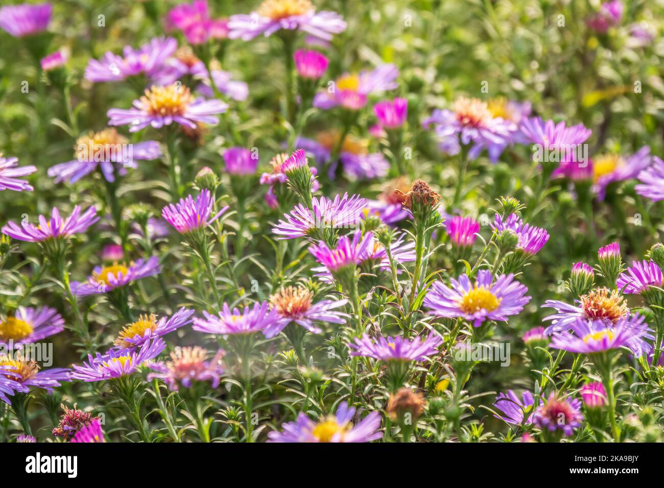 Aster Amellus, Purple Daisy. Daisies - Spring Time Flowers. Closeup of purple Michaelmas daisy flowers, Aster amellus Rudolf goethe, in a garden. Beau Stock Photo