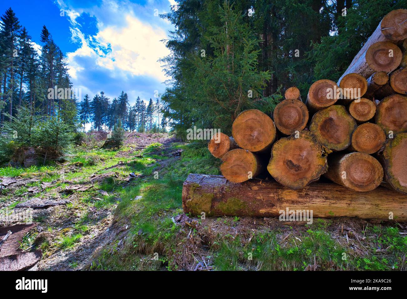 Log Stack Nature The stacked logs surrounded by green vegetation against the blue sky ...