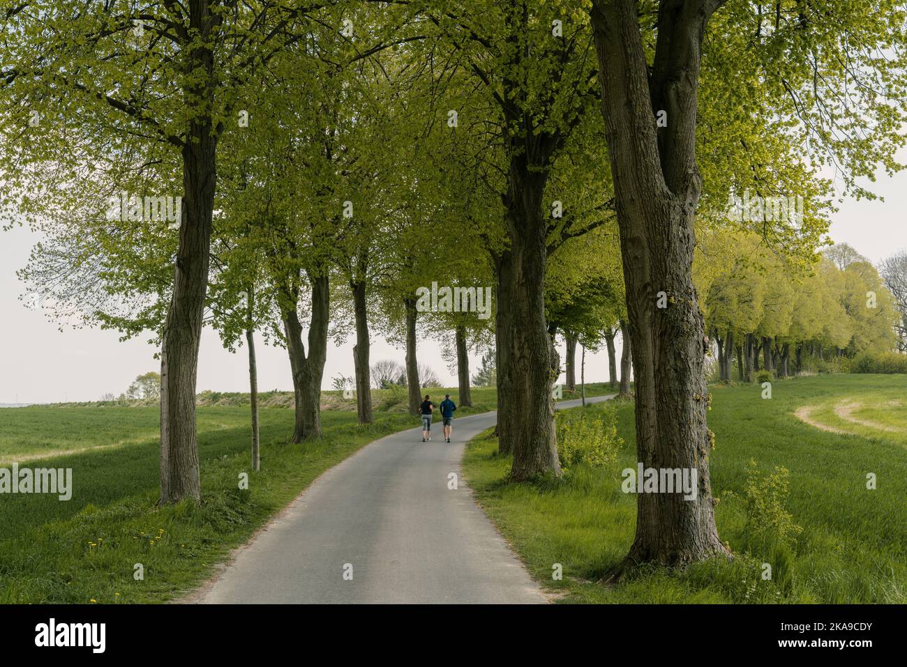 A mesmerizing view of a pathway between the trees in a beautiful park ...