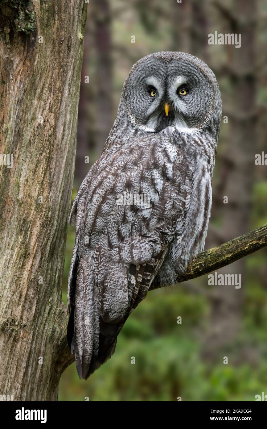 Great grey owl / great gray owl (Strix nebulosa) perched in tree in coniferous forest, native to North America, Finland, Estonia and northern Asia Stock Photo