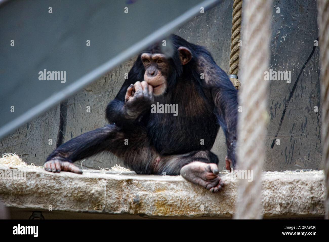 The chimpanzee Julius is born in the Zoo. Christmas Day 2, 1979 Stock