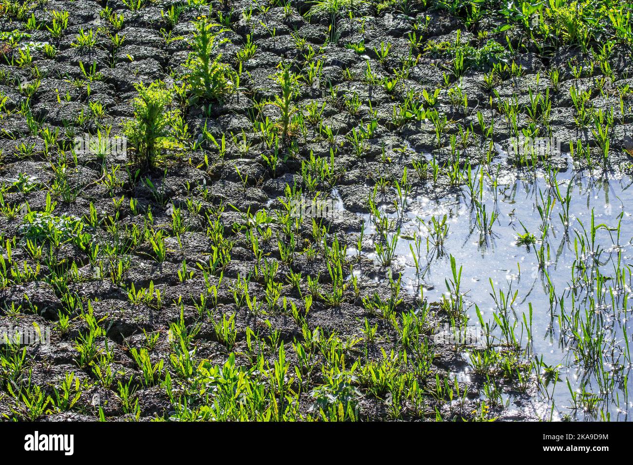 New shoots of plants in dry cracked mud in dried up lake bed caused by