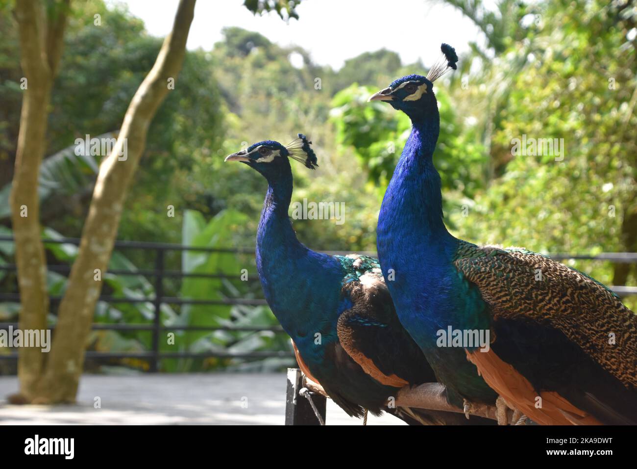 A closeup of two adorable Peafowls in the zoo Stock Photo