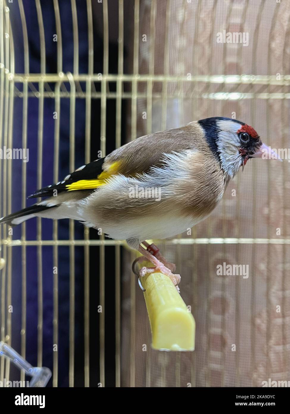 Single GoldFinch bird inside a small cage indoors Stock Photo Alamy