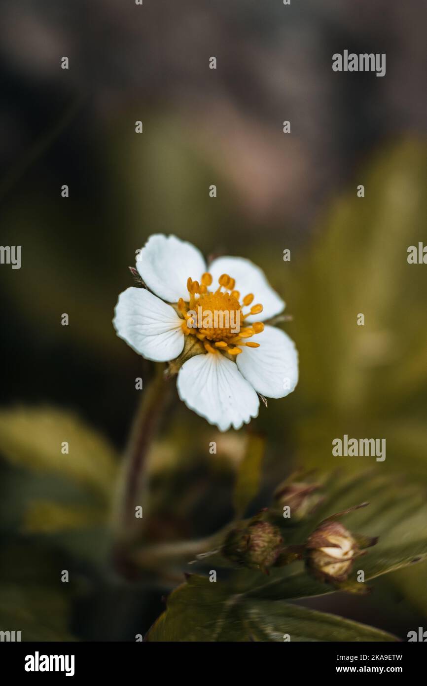 A vertical closeup shot of a blooming flower of the wild strawberry ...