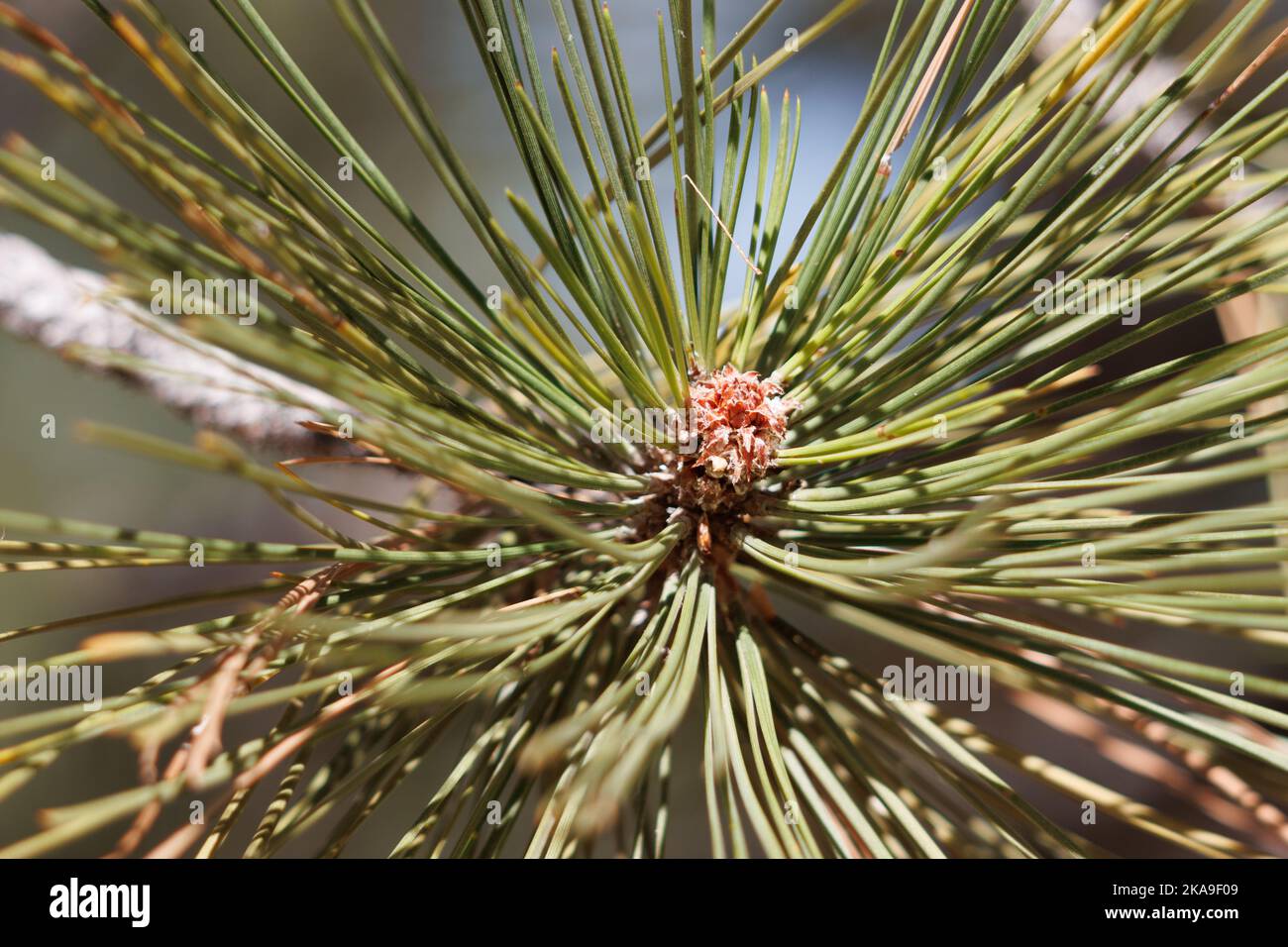 Brown partially open nonresinous ovoid buds with white trichomatic fringes of Pinus Jeffreyi, Pinaceae, native in the San Emigdio Mountains, Autumn. Stock Photo