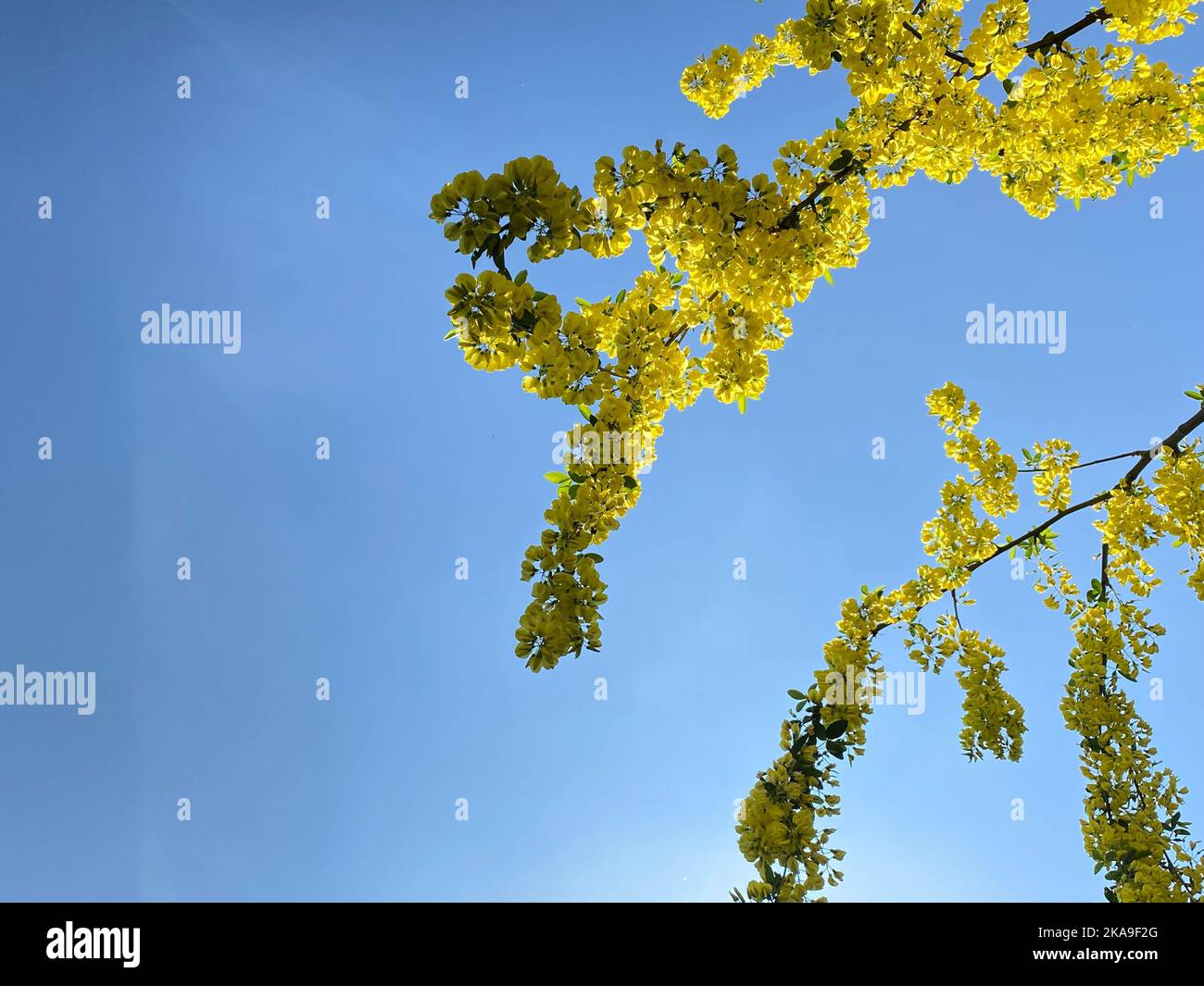 A low angle of tree branches against blue sky background Stock Photo ...