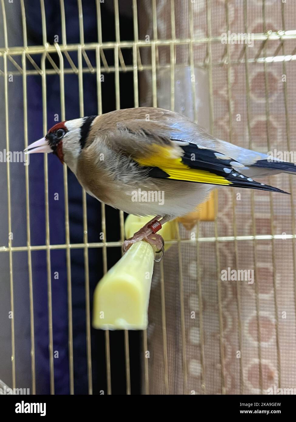 Single GoldFinch bird inside a small cage indoors Stock Photo Alamy