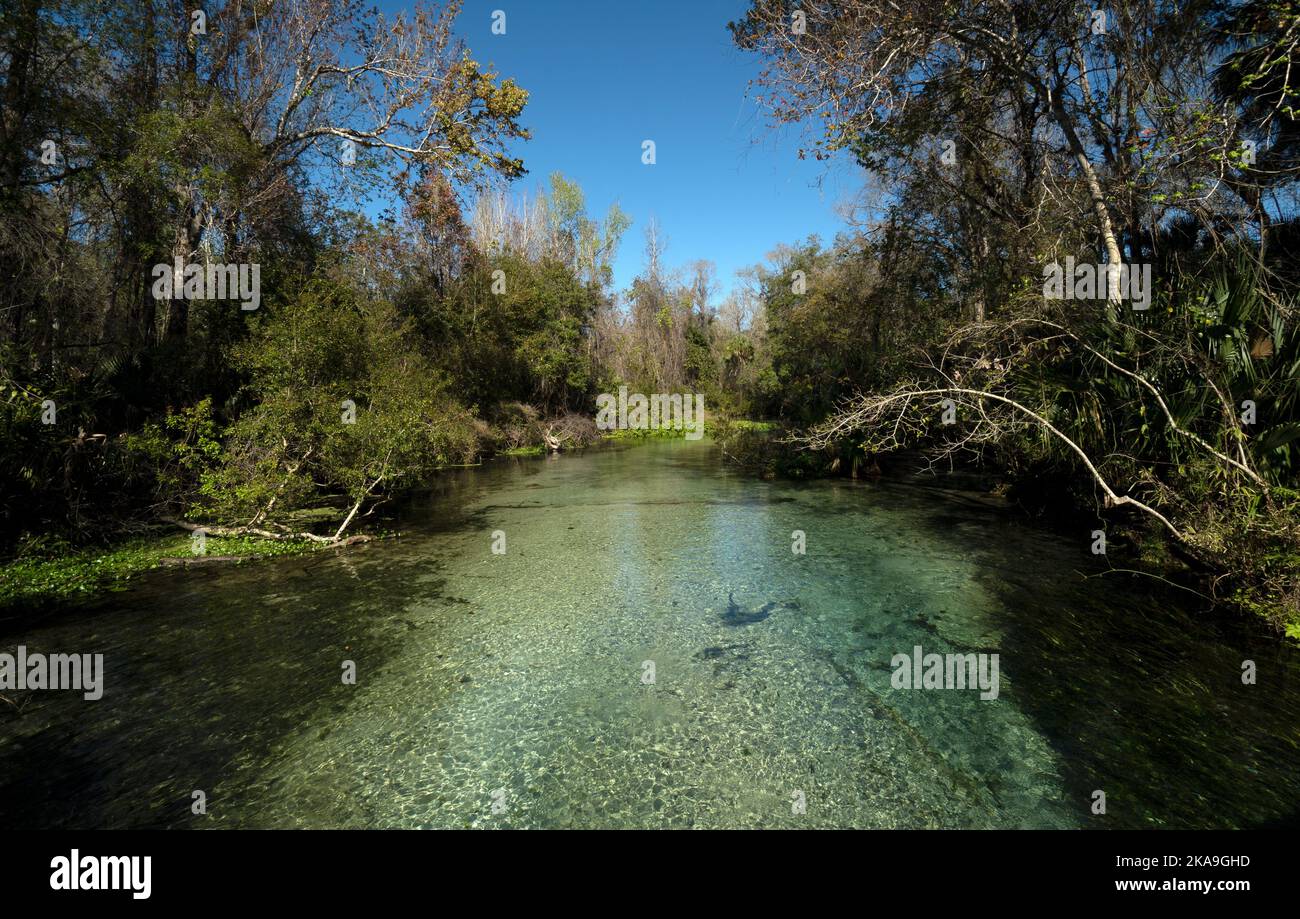 Kelly Park Rock Springs in Apopka Florida which is about a 30minute