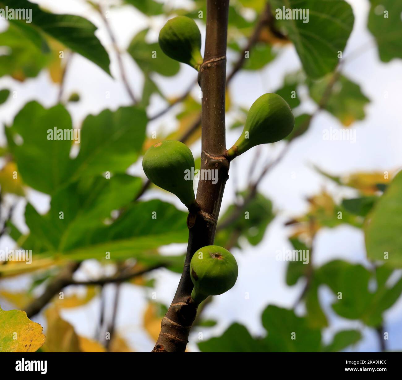 Figs on tree. UK. early autumn, 2022. October. cym Stock Photo Alamy