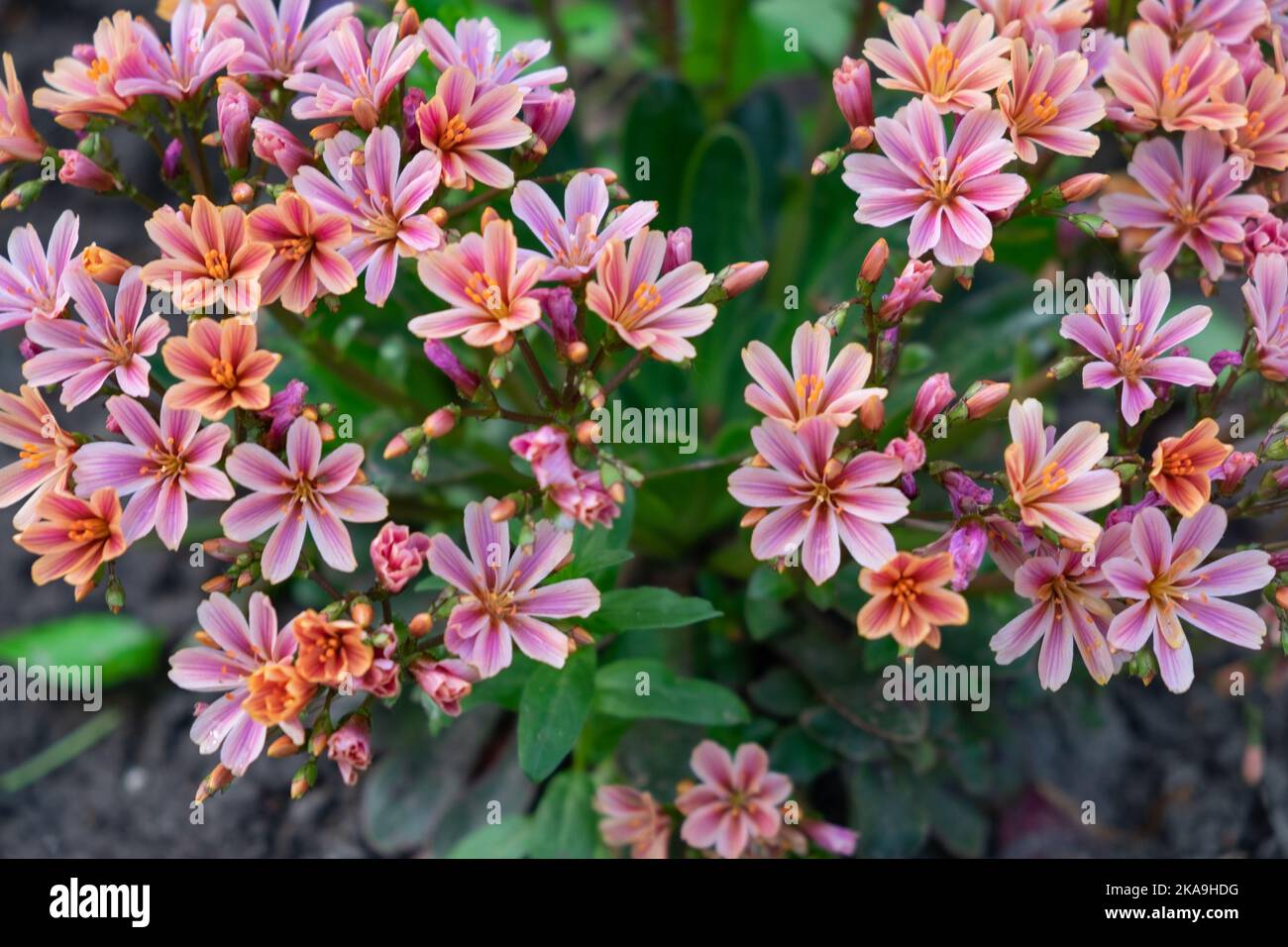 Beautiful Siskiyou lewisia flowers grown in the garden in spring Stock Photo