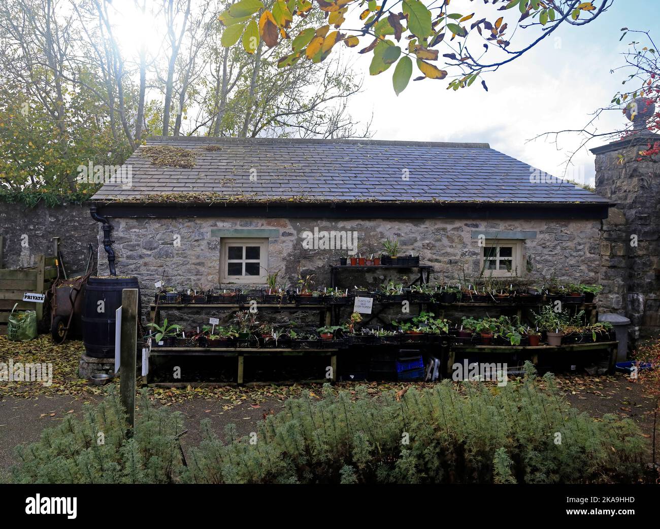 The potting shed with plants for sale. Cowbridge Physic Garden. , early