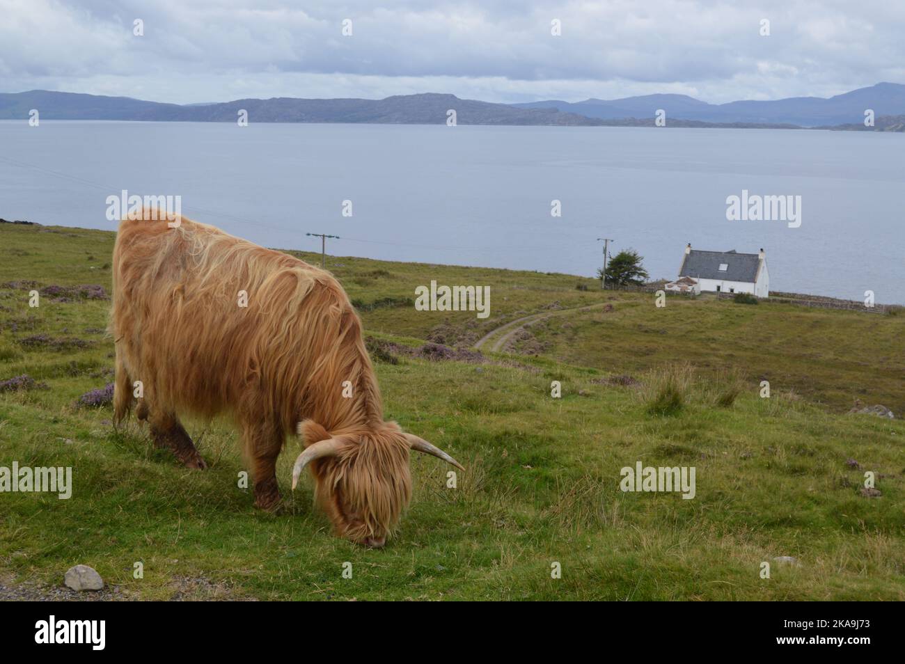 A closeup shot of a Highland cattle grazing in the field Stock Photo ...