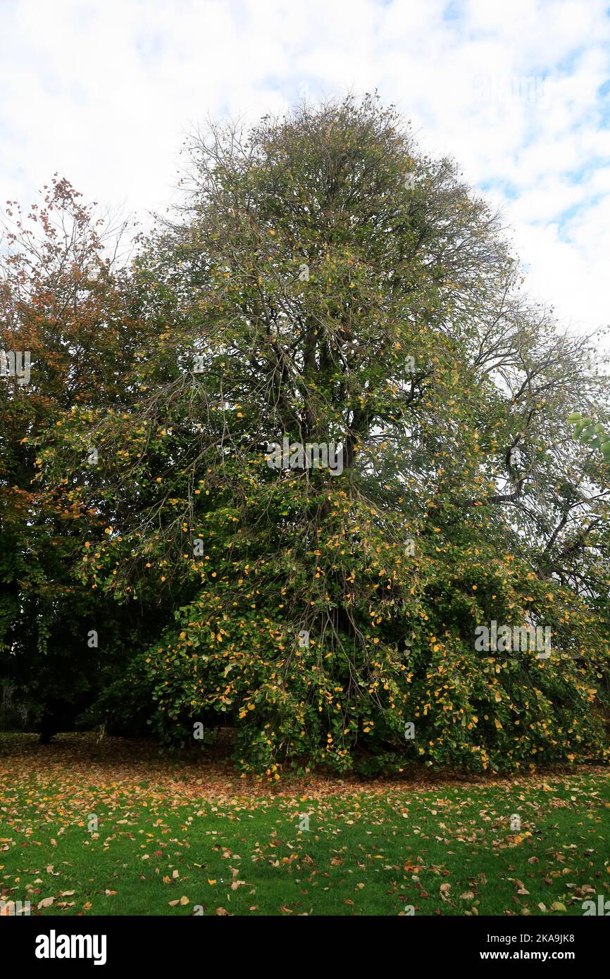 Cowbridge views, early autumn, 2022. October. cym Stock Photo Alamy