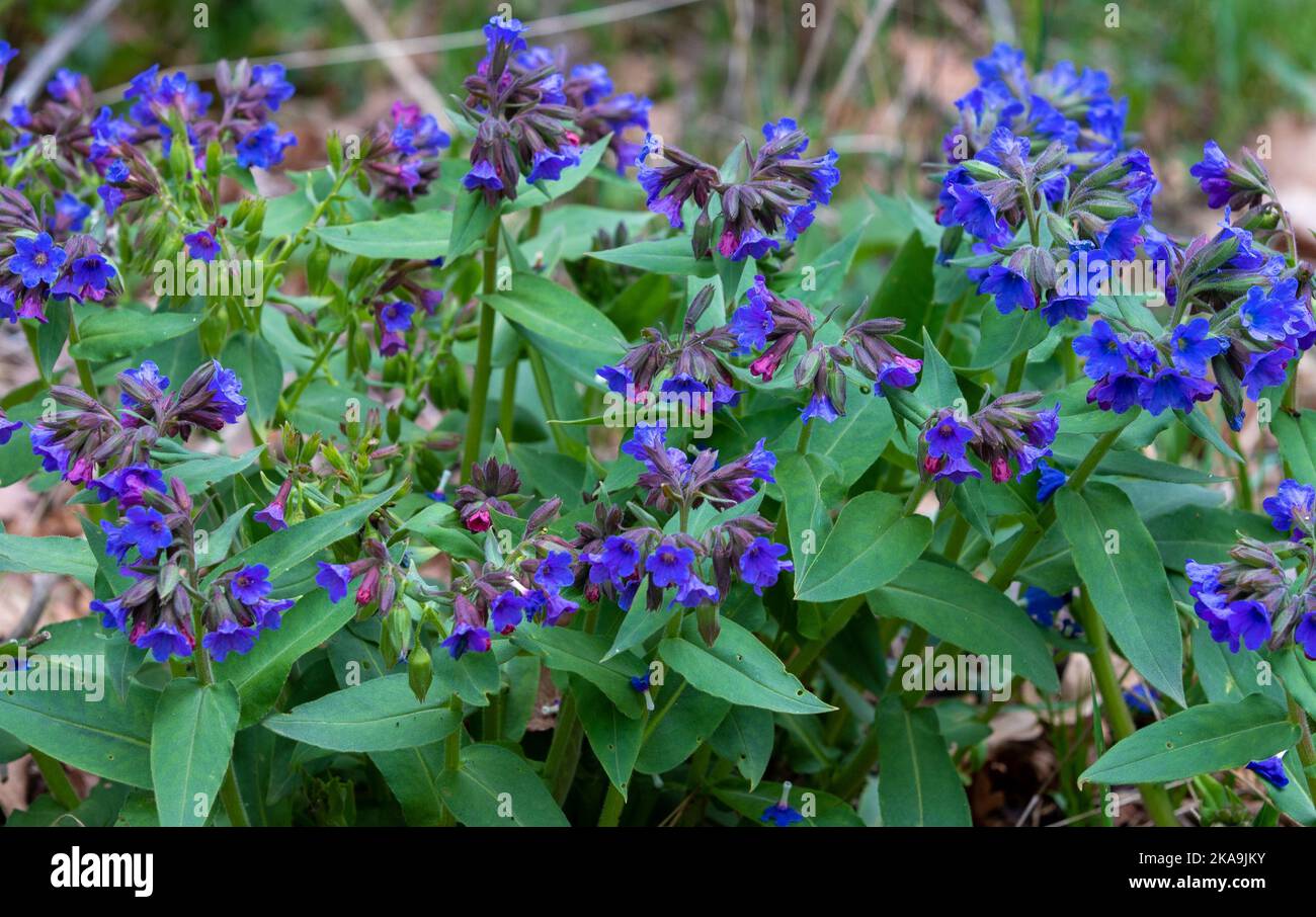 a close-up of flowering Pulmonaria Angustifolia plants, blue, green, spring Stock Photo