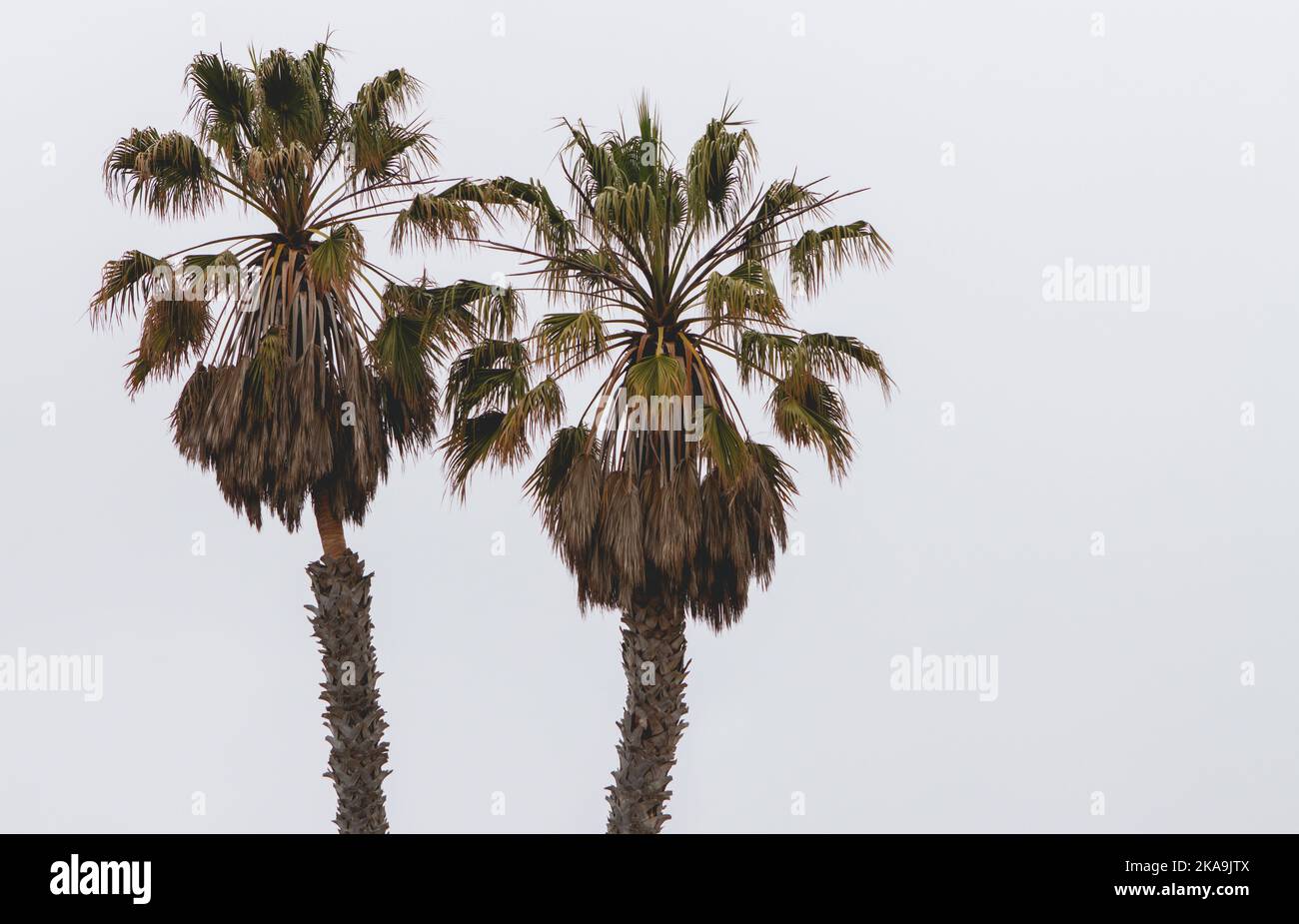 Twin Palm Trees Stock Photo Alamy