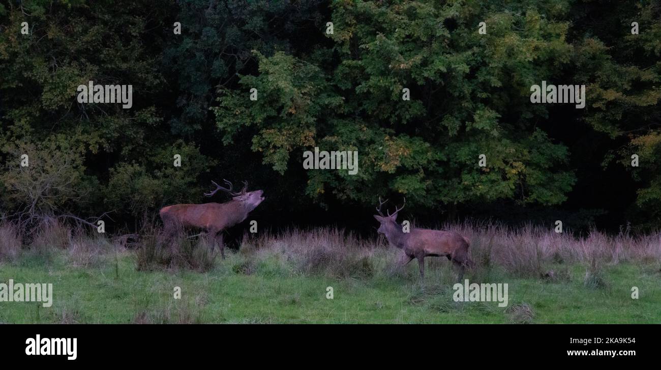 A red deer standing in a grass field with green trees in the background ...