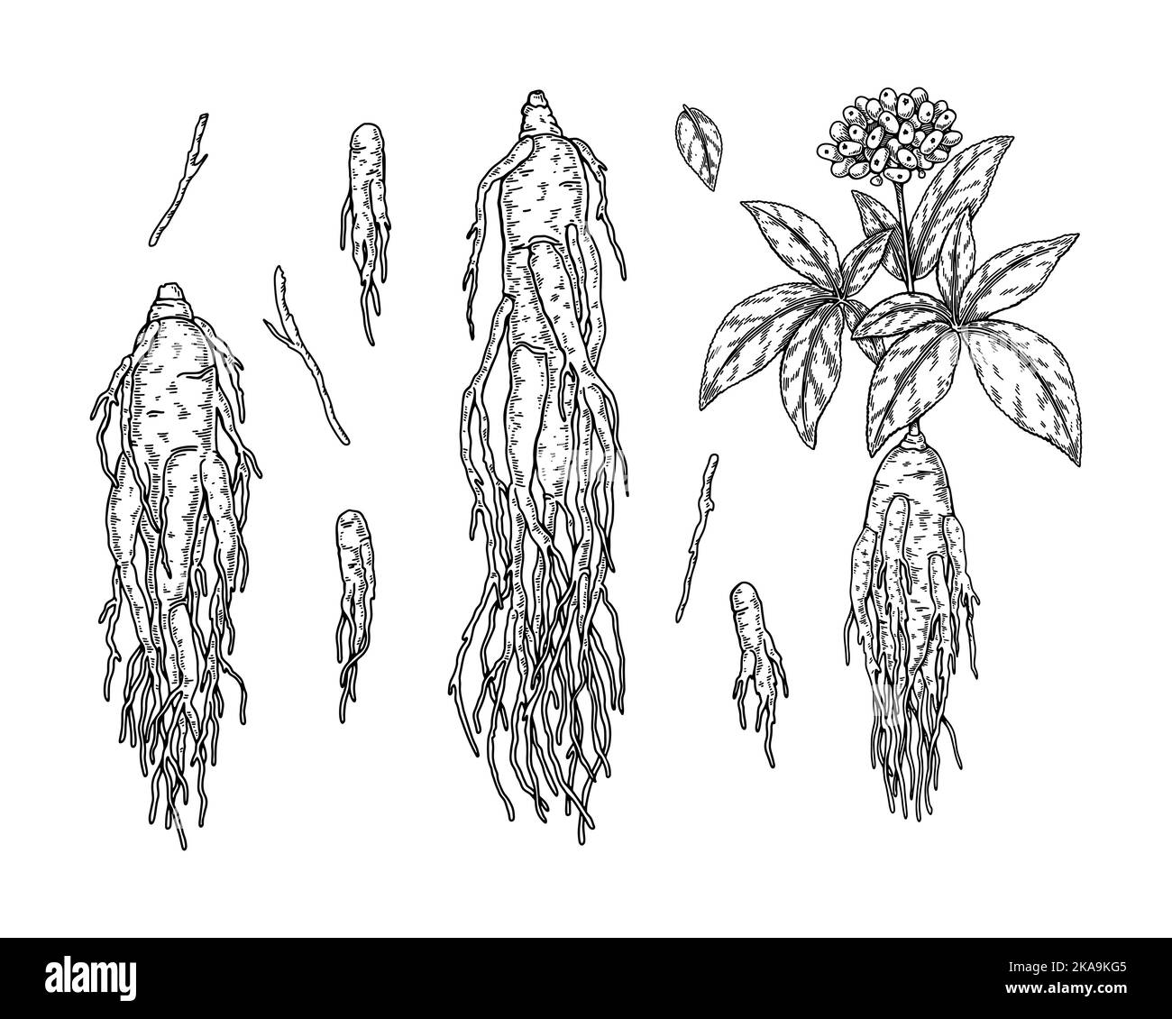 Set of hand drawn wild ginseng root with leaves and berries isolated on white background. Botanical vector illustration in sketch style for packaging Stock Vector