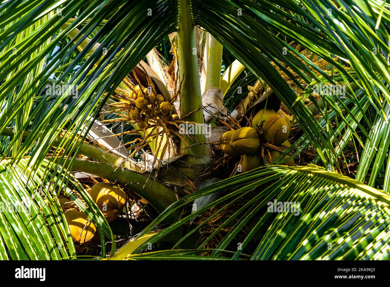 Yelloworange coconuts growing within the green canopy of a dwarf