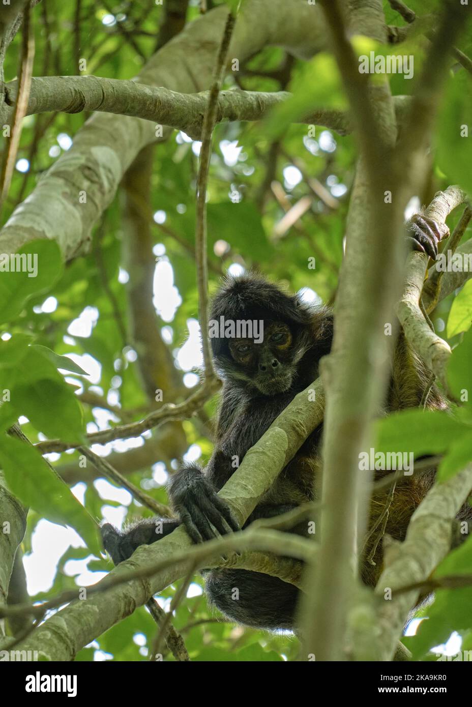 The BlackHeaded Spider Monkeys on the tree in the forest, Tulum