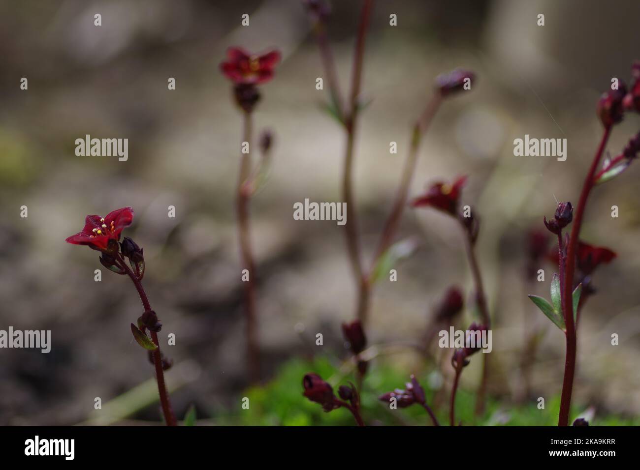 Close-up of several rose saxifrages ( Saxifraga rosacea Moench ) interwoven in a bizarre background Stock Photo