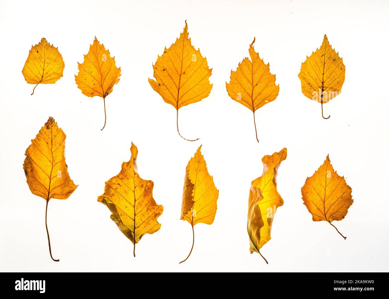Golden yellowy Silver birch and oak autumn leaves from trees in the UK Stock Photo