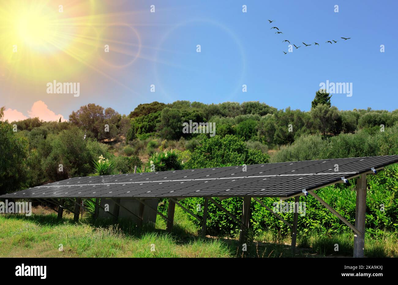 Black solar batteries in garden. Green garden with solar panels for solar energy, climate adaptation and stimulating biodiversity. Stock Photo