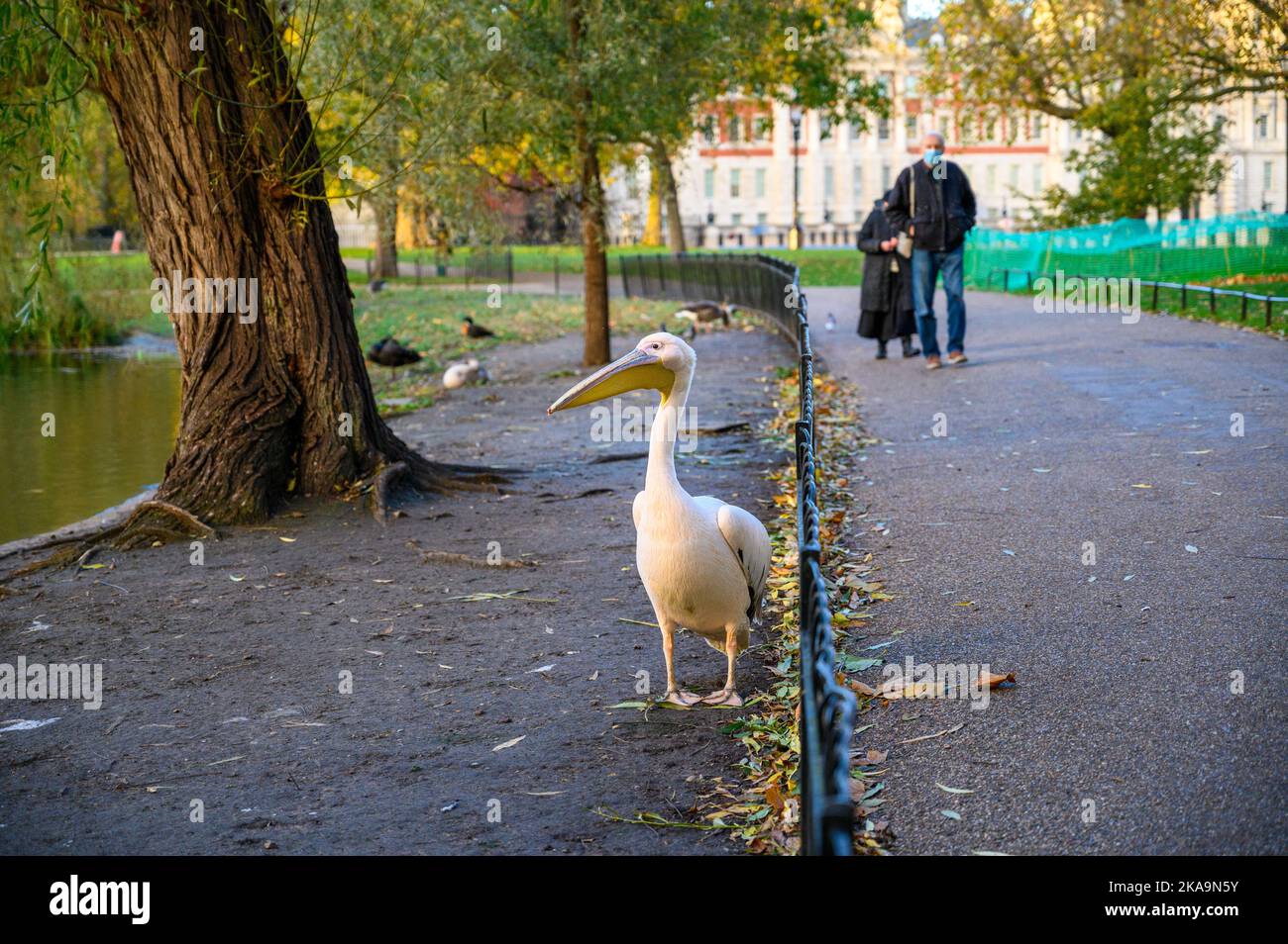 LONDON - November 3, 2020: A pelican in St James's Park with people wearing PPE face masks on the path in the background Stock Photo