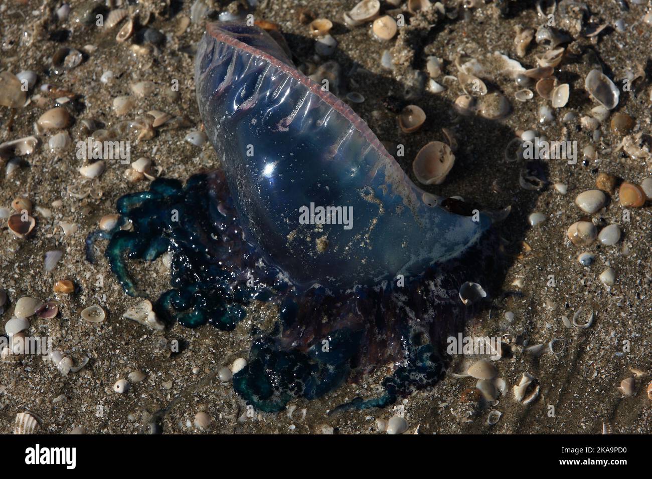 A Man o' War washed up on the beach in Galveston, Texas Stock Photo Alamy