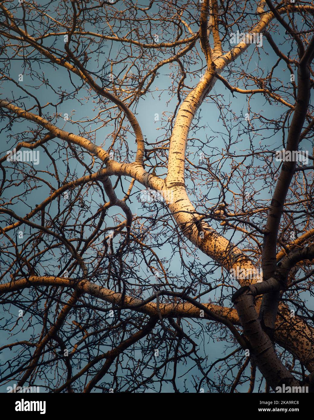 A vertical low angle shot of the leafless dry tree against the blue sky ...