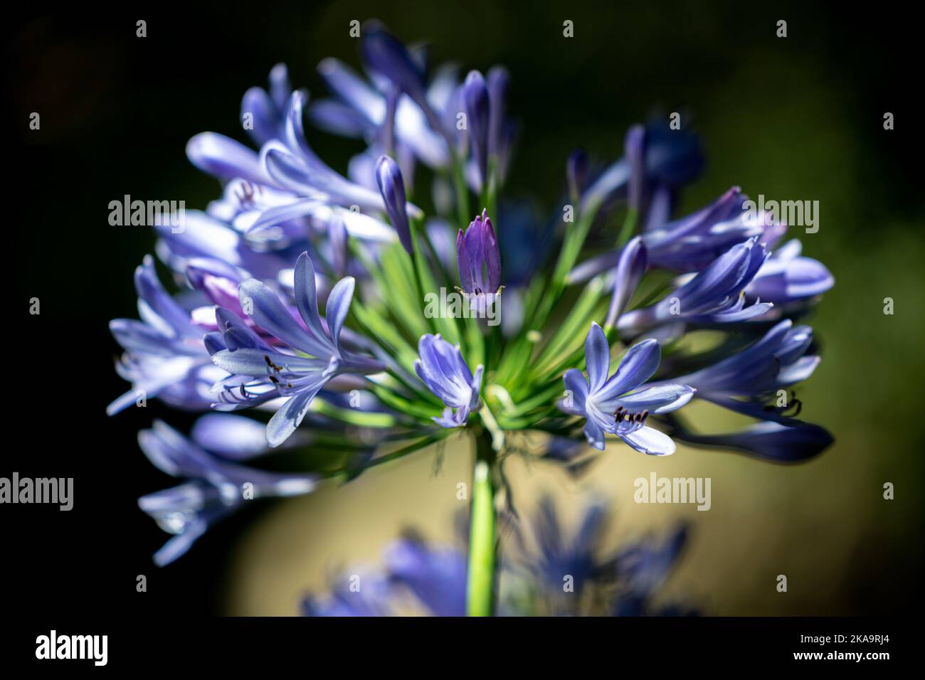 A selective focus shot of an Agapanthus flower in the natural park of